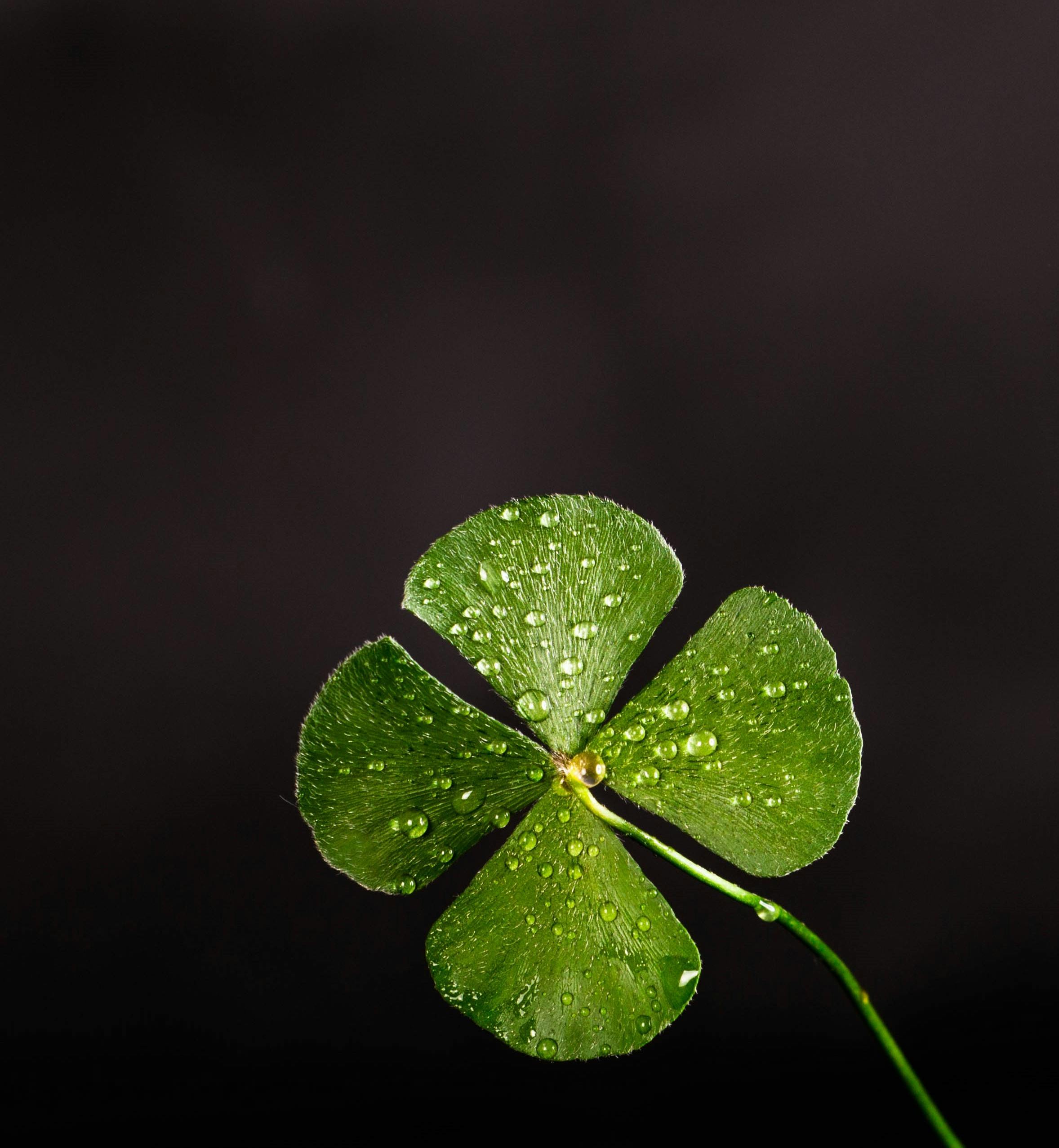 Lucky You 🍀 | An Old True Story about Luck and Nepotism
